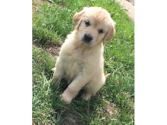 PoulaTo: Όμορφα Golden Retriever κουτάβια